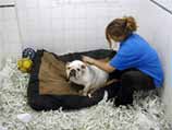 Hewlett Animal Hospital Gallery