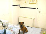 Hewlett Animal Hospital Gallery